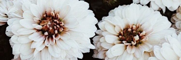robyn_mitch's profile banner image