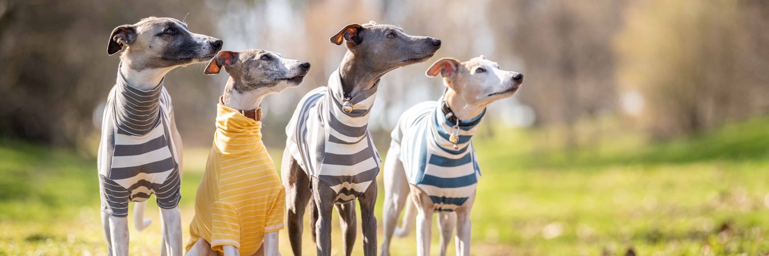 RedhoundforDogs's profile banner image