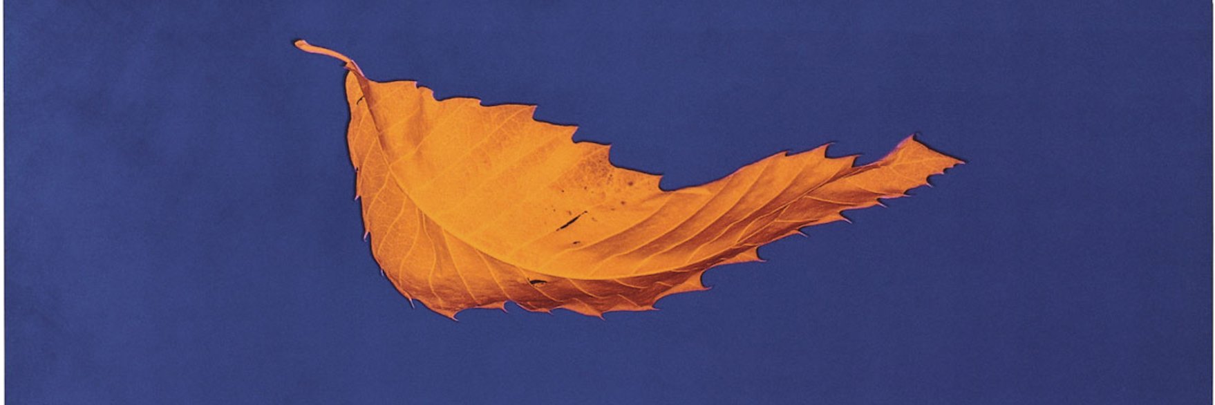 Paul Connolly banner