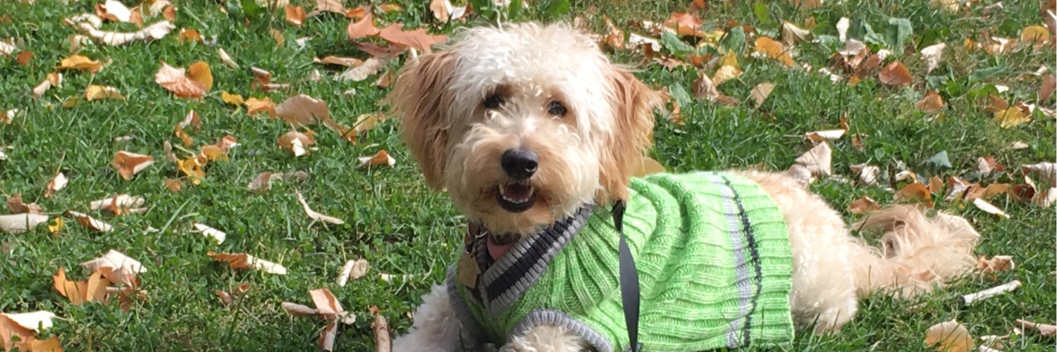 Nicole Cottone banner