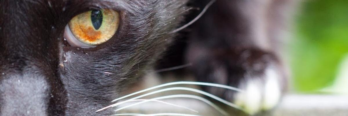 v_danner's profile banner image