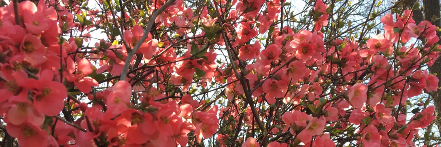 SarahSParada's profile banner image
