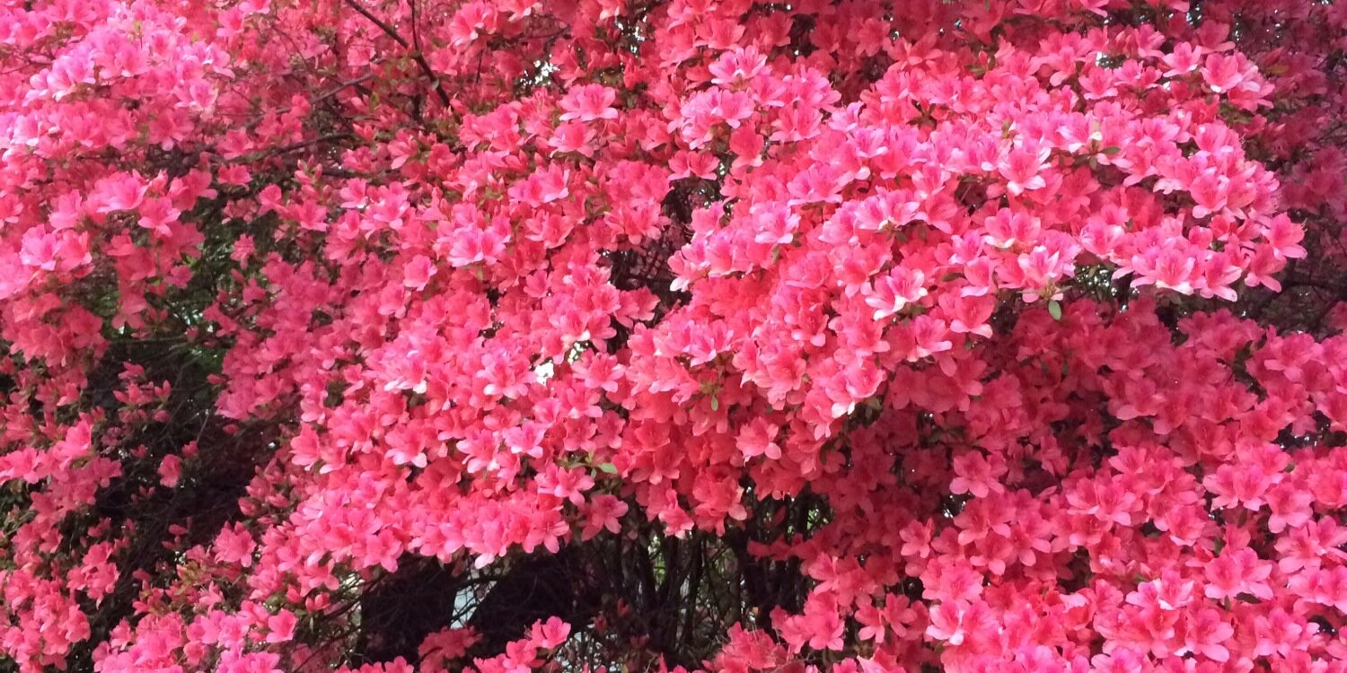 allisoncarson's profile banner image