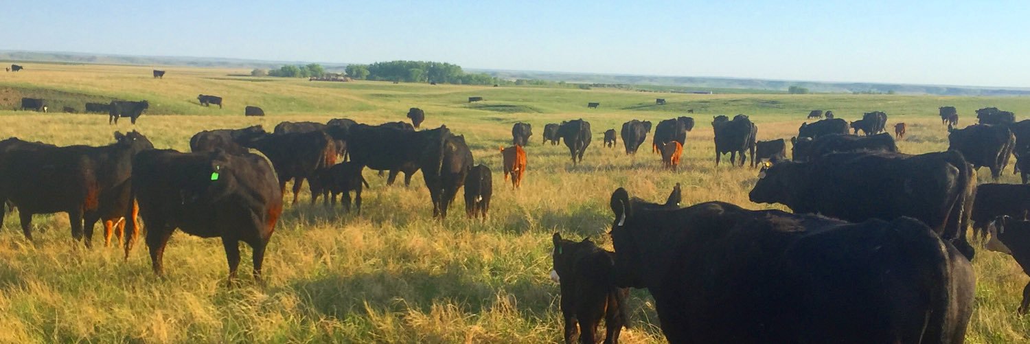 Will Mortenson banner