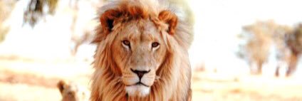 marionestor7's profile banner image