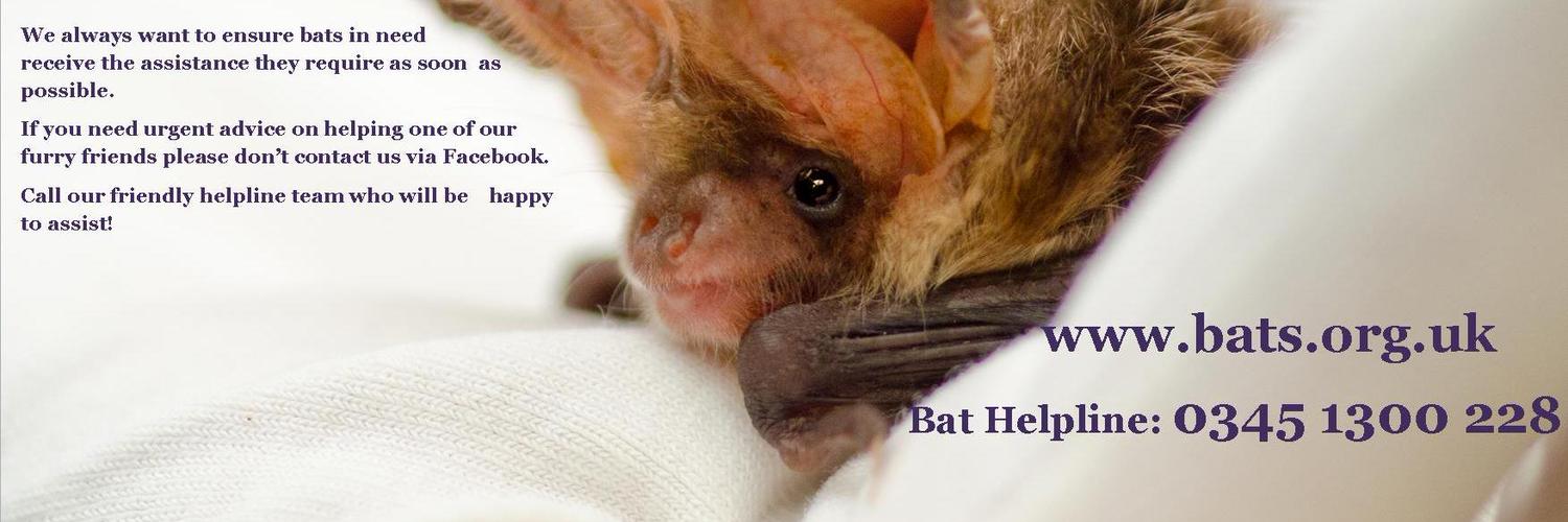 Bat Conservation Trust's banner