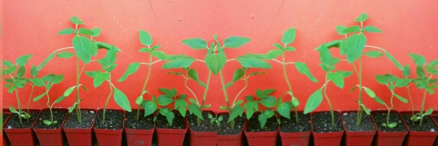 miaw✊🏾✨🍉🍉🍉 banner