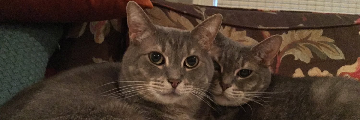 Ashley Sheppard banner