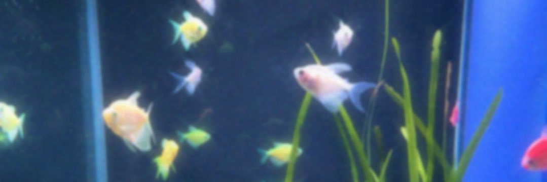 flowerstoyu_'s profile banner image