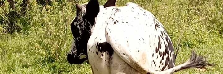NKWASIBWE's profile banner image