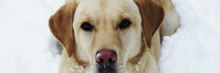 peako's profile banner image