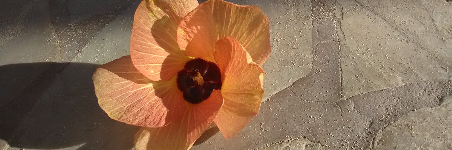 ananapril's profile banner image