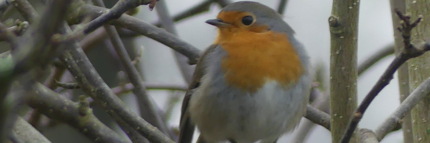 Martha Posthumus banner