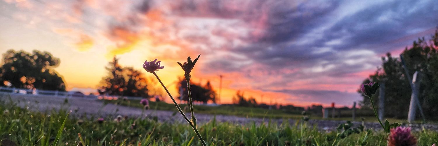 Krista Sylvester banner