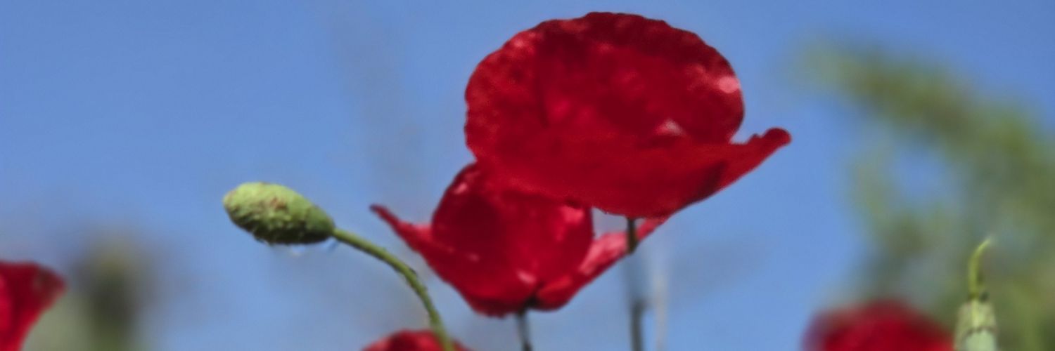 omeroz's profile banner image