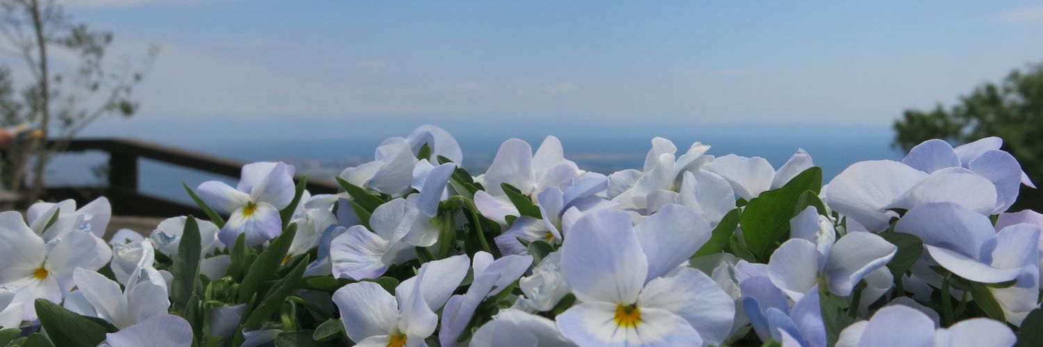 bbfang banner