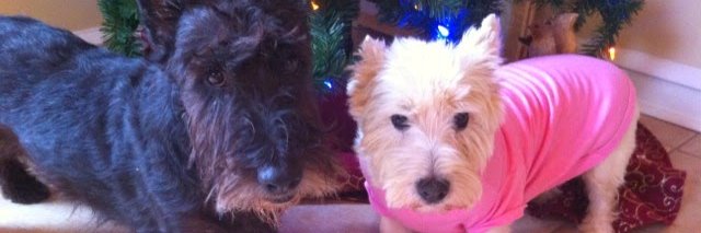 Dennis 3D Daily banner