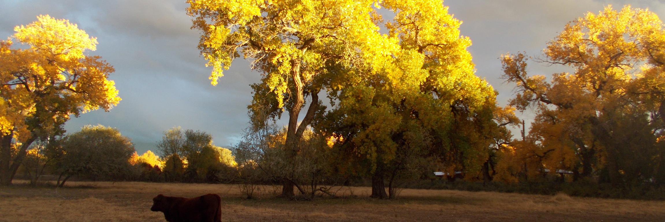 Coco J. Harris banner