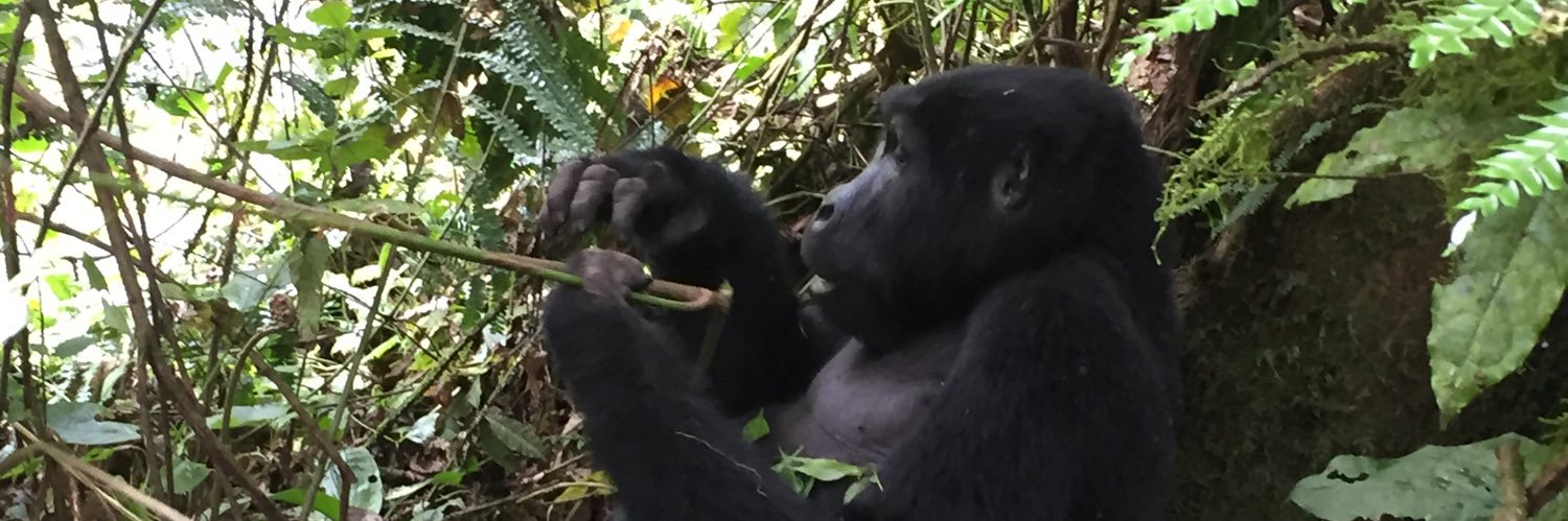 Martin Runesson 🇸🇪🇪🇺 🇺🇦 banner