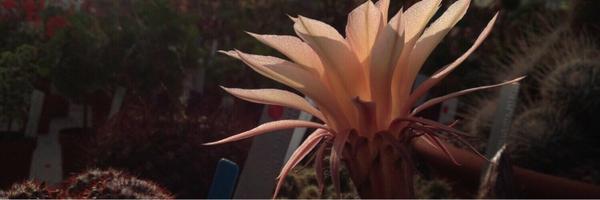 Miranda_j Profile Banner