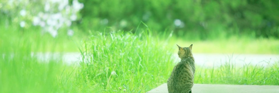 jd_mashiro's profile banner image
