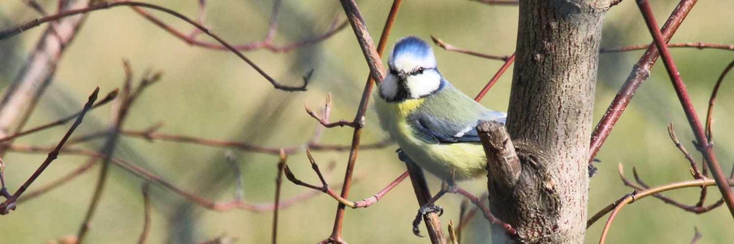 Michaela Trapl-Grundschober banner