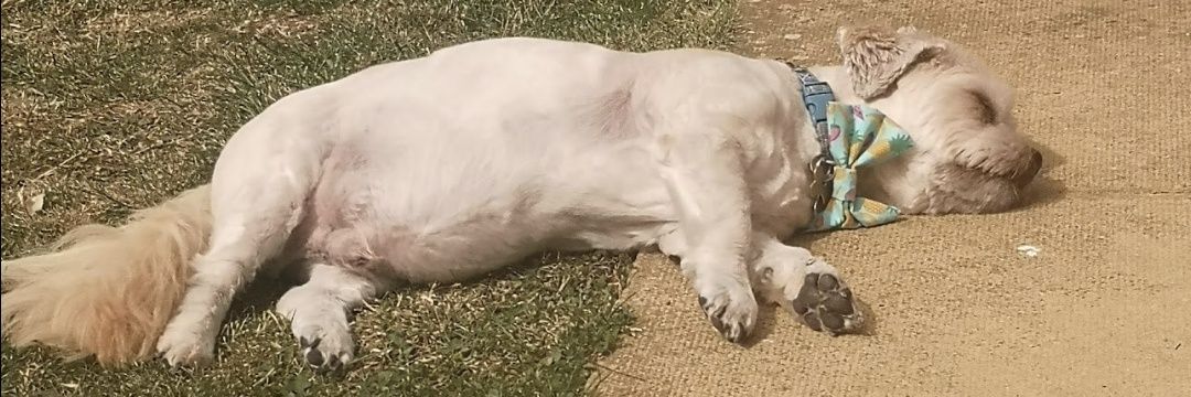 lmc⁷⊙⊝⊜Ⓥ banner