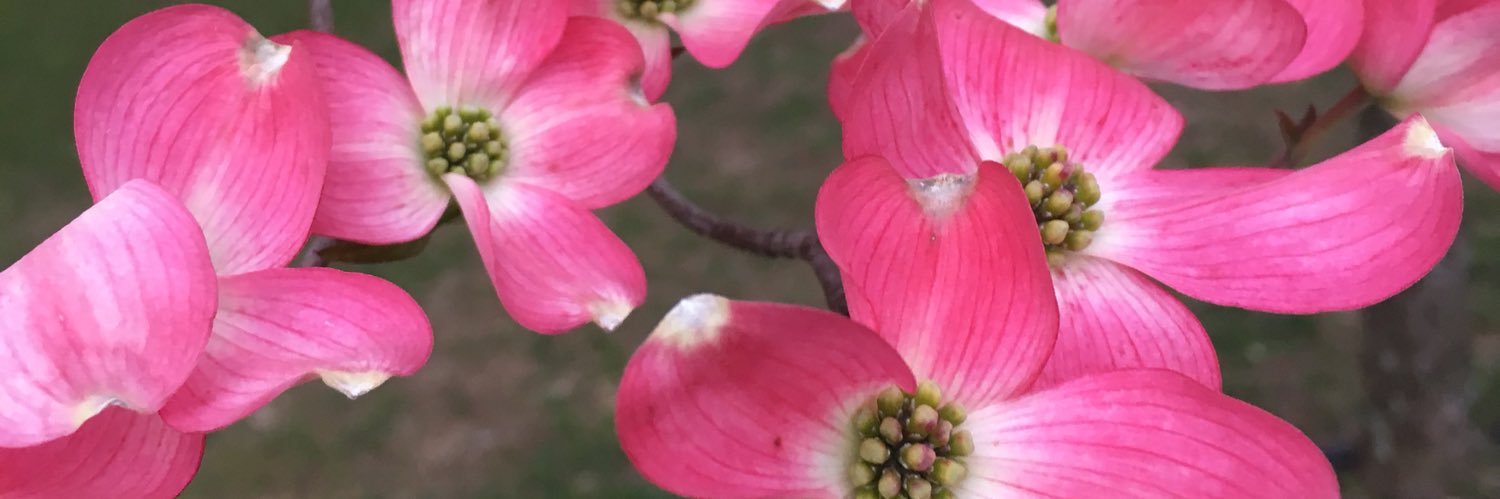 Becca_Holbrook's profile banner image