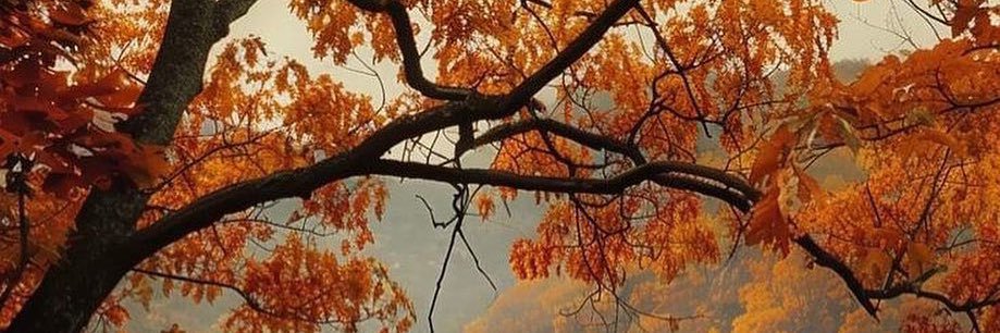 Özgür Bağ banner