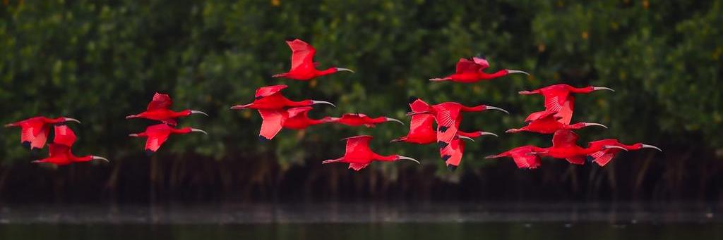 Ibis Fonte banner