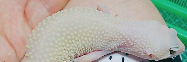 pao_kanade's profile banner image