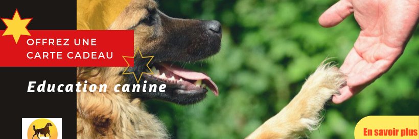 thierrydogs's profile banner image