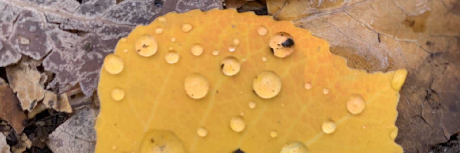 Shanedub's profile banner image