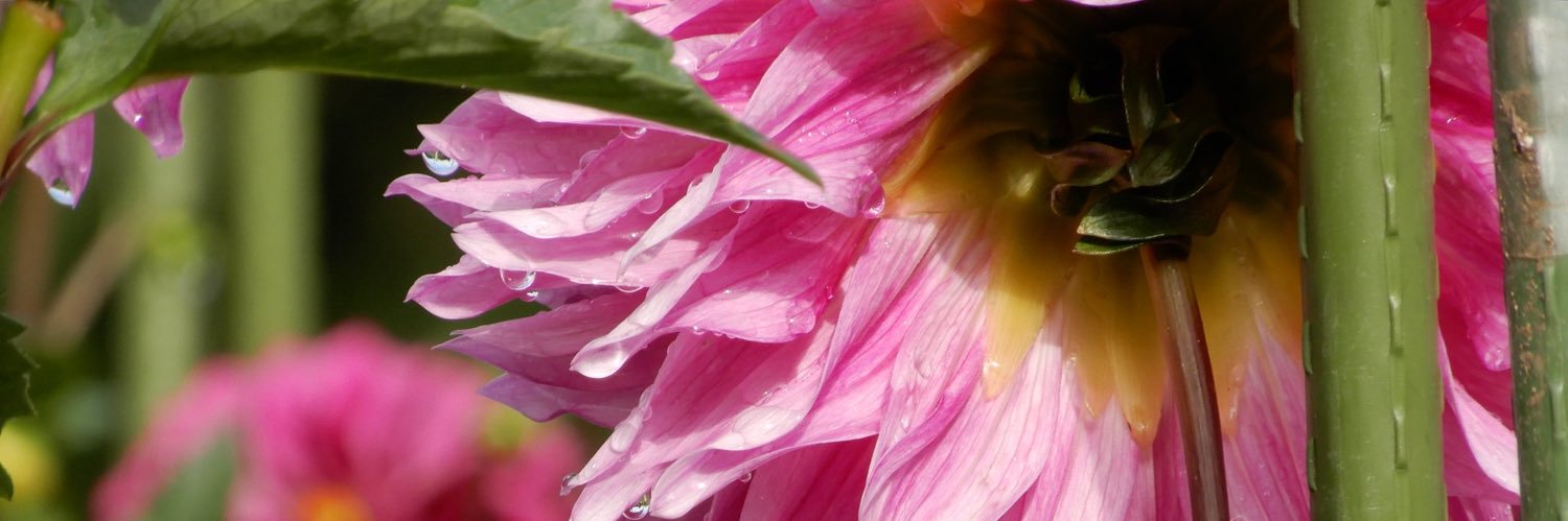 gogogogdi's profile banner image