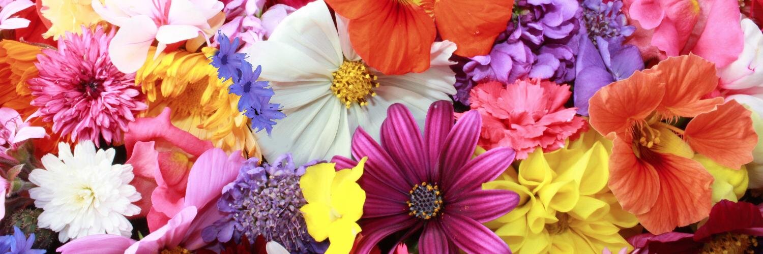 lucyrosegoodwin's profile banner image