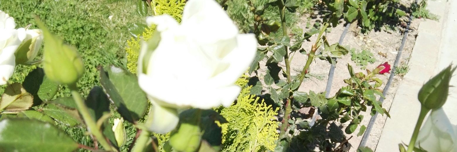 mrcanatan's profile banner image