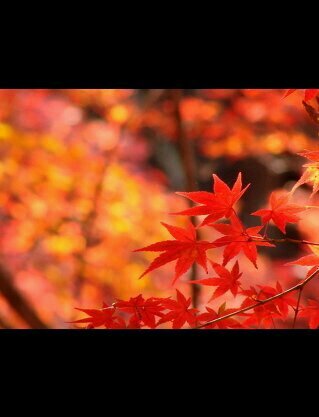 NATUME100's profile banner image