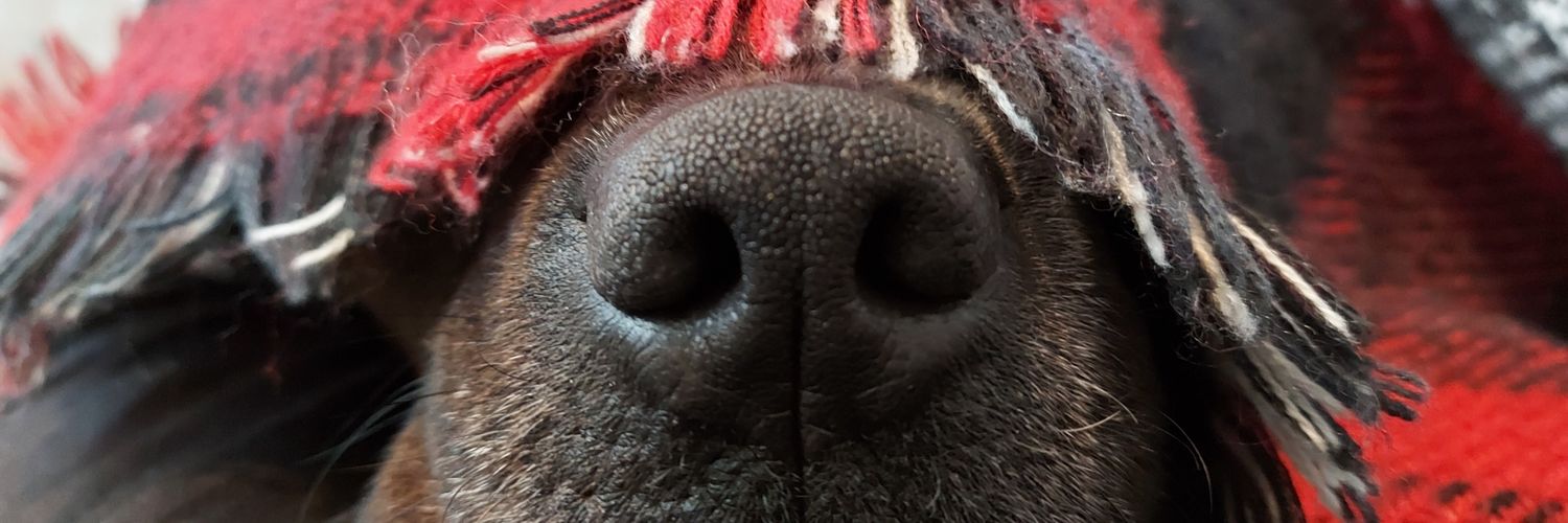 Tyrannolaurus_'s profile banner image