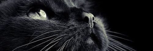 Alikimkp's profile banner image