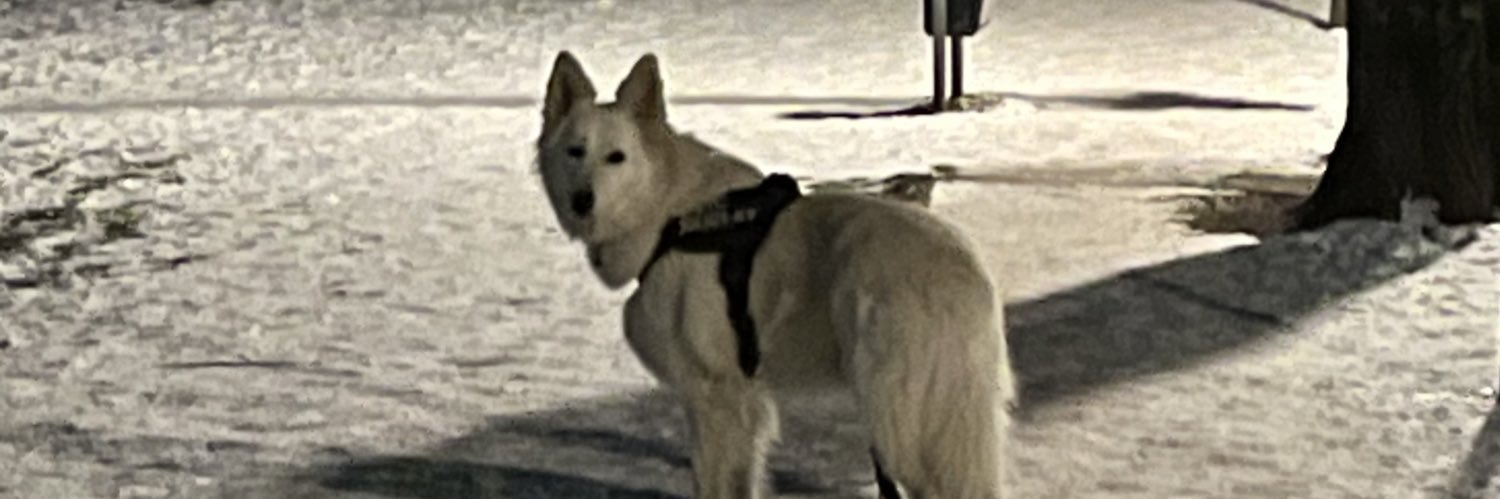 Alexander 👨‍💻 banner