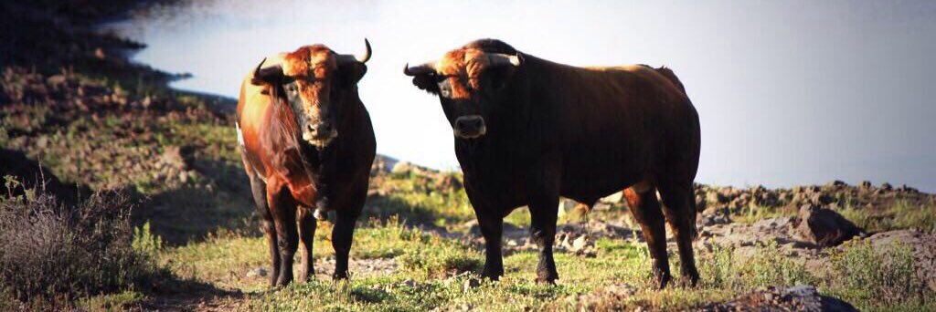 Julio Uribe Curn banner