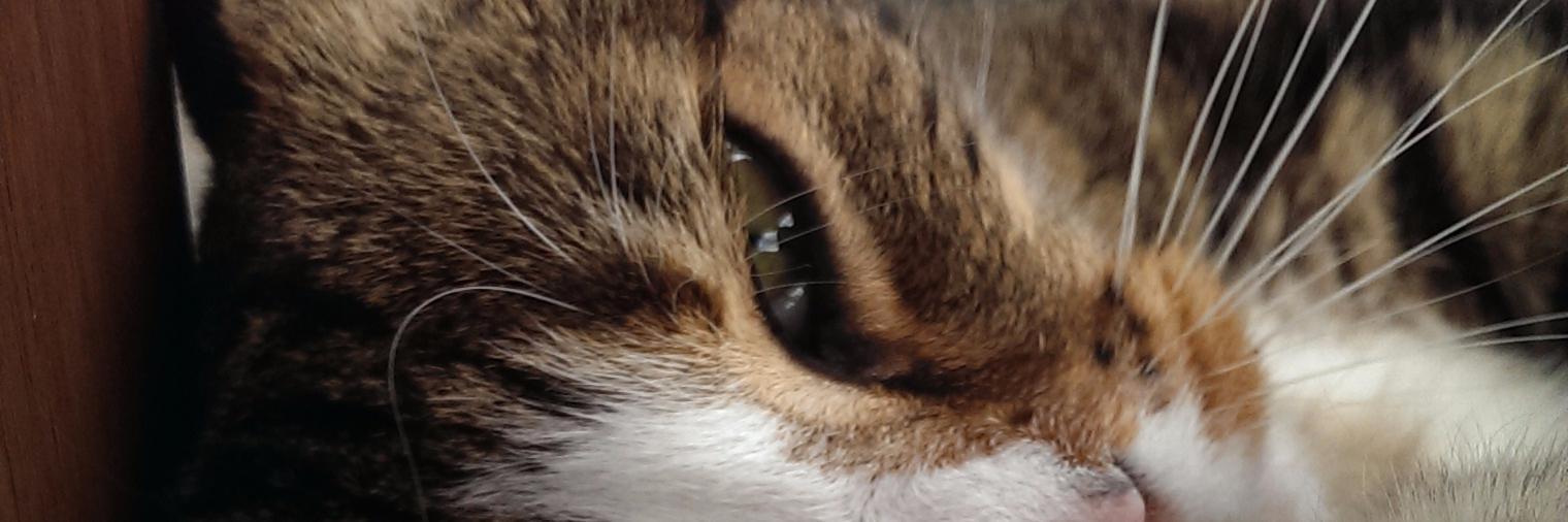 elsie1971's profile banner image