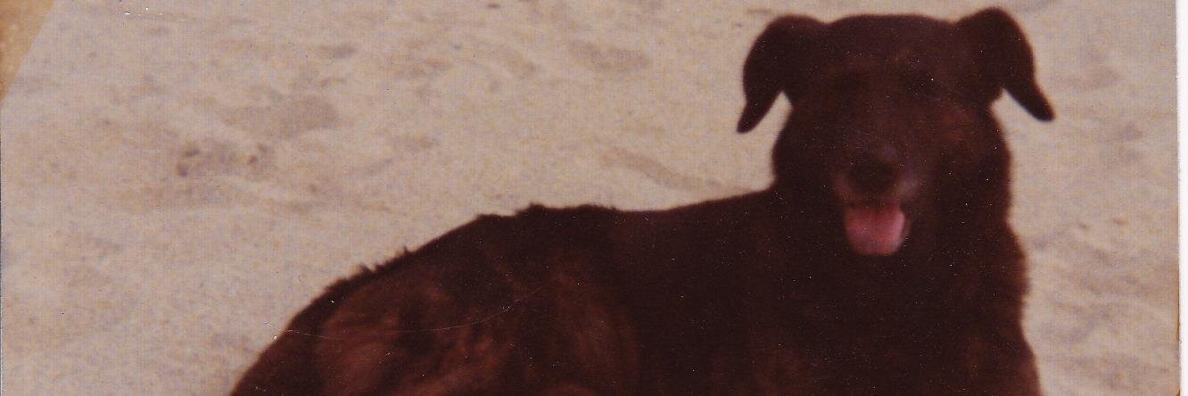 SharonHutch's profile banner image