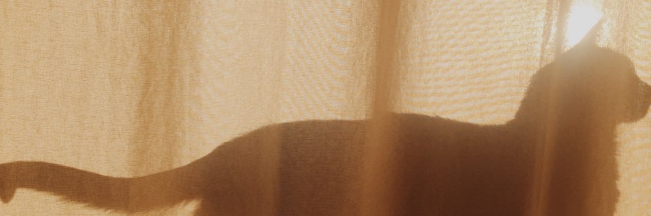 daniravizzoni's profile banner image