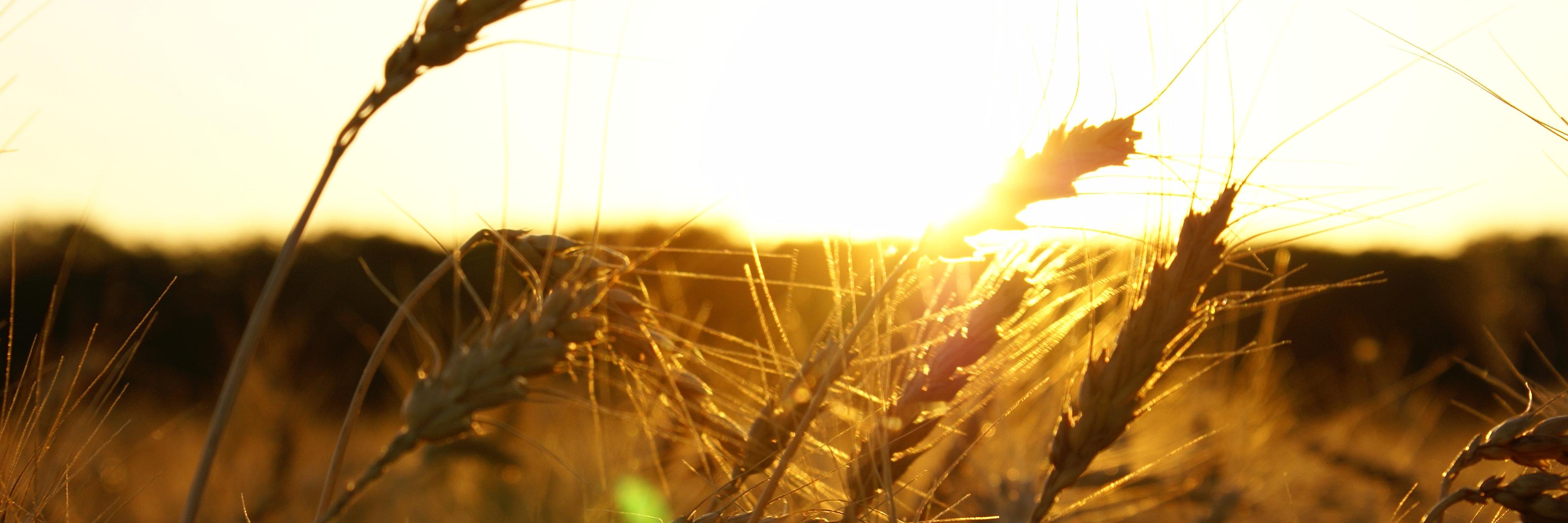 Logan Britton banner