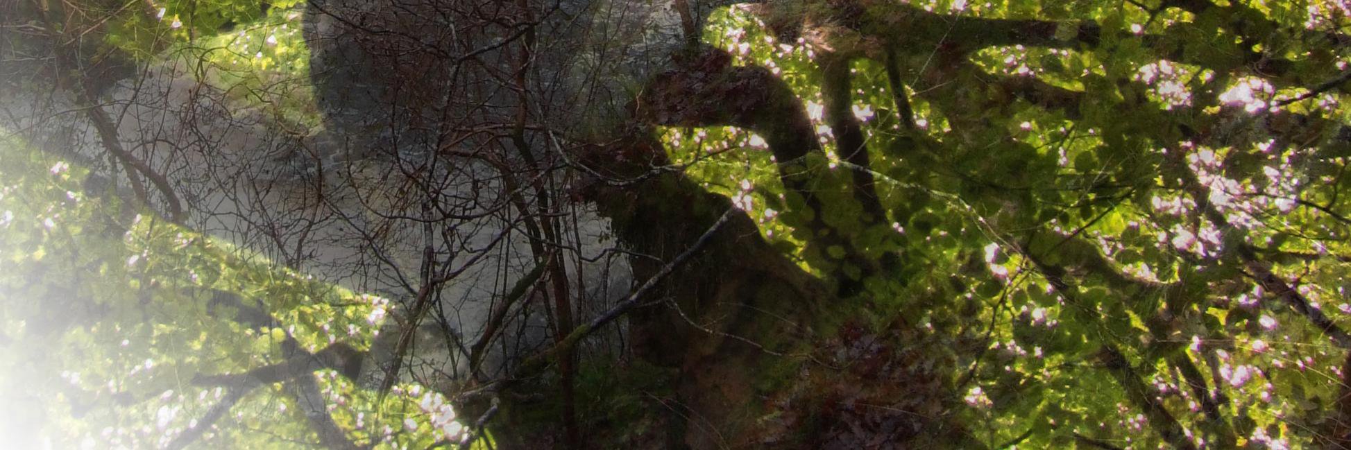 Ali_Shaw's profile banner image