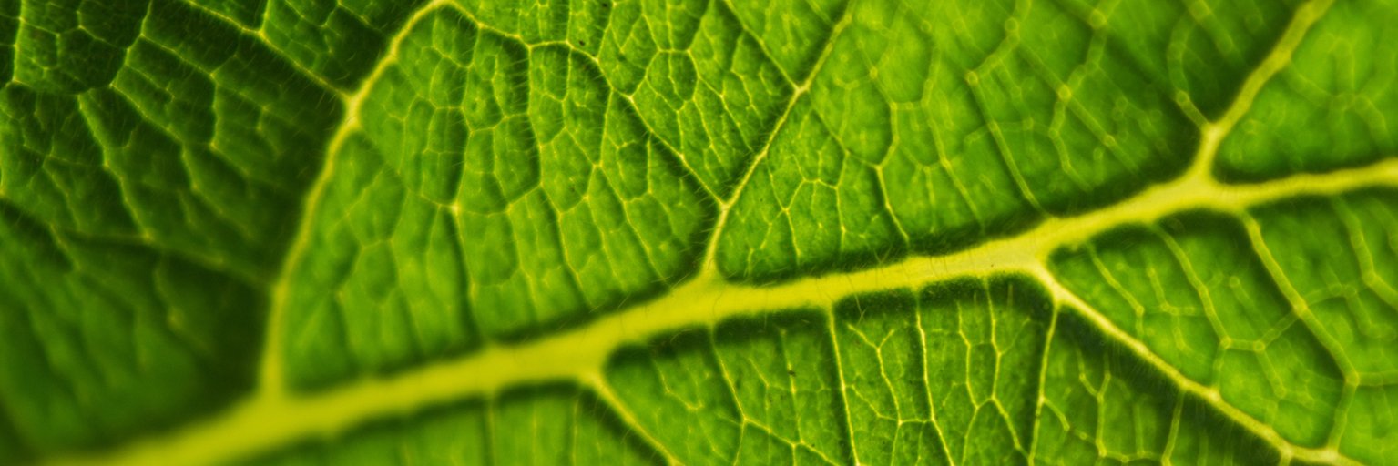Vinculando's profile banner image