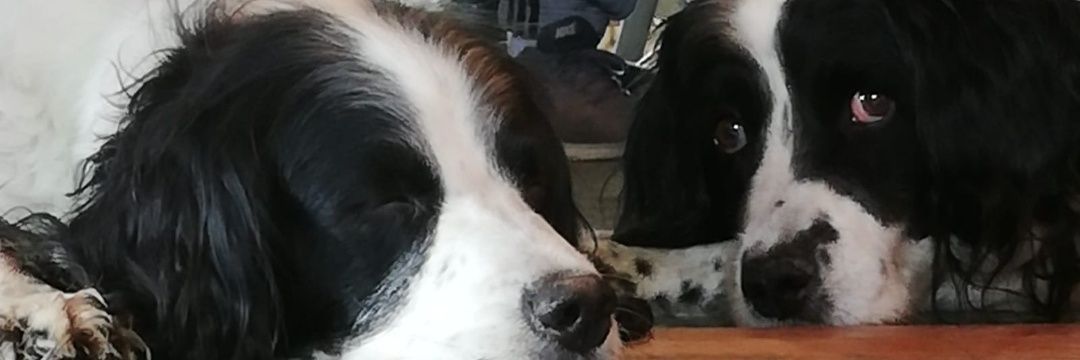 fluffychef's profile banner image