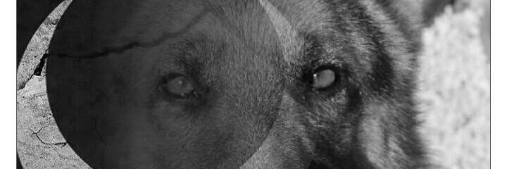 oakardogan's profile banner image