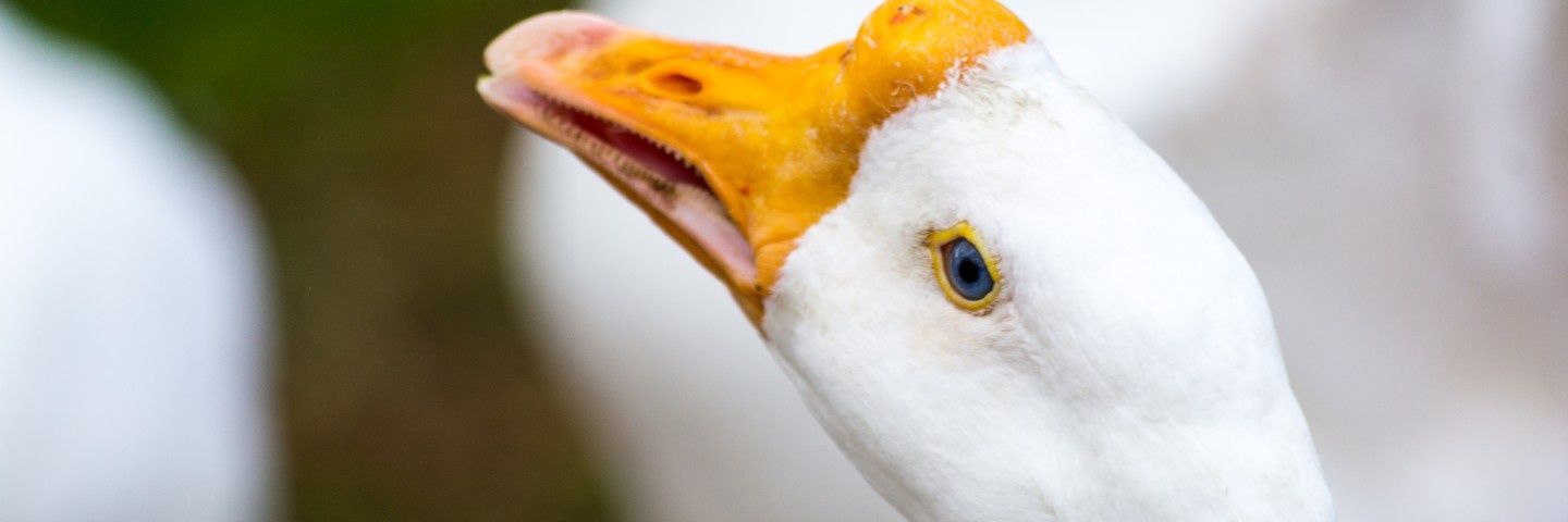 Irinamalyhh's profile banner image